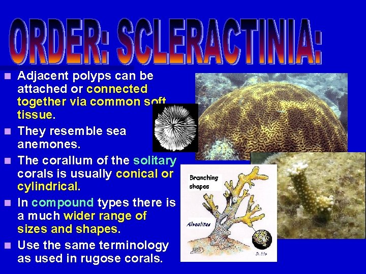 n n n Adjacent polyps can be attached or connected together via common soft n n n Adjacent polyps can be attached or connected together via common soft