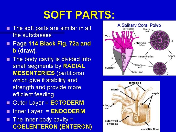 SOFT PARTS: n n n The soft parts are similar in all the subclasses. SOFT PARTS: n n n The soft parts are similar in all the subclasses.