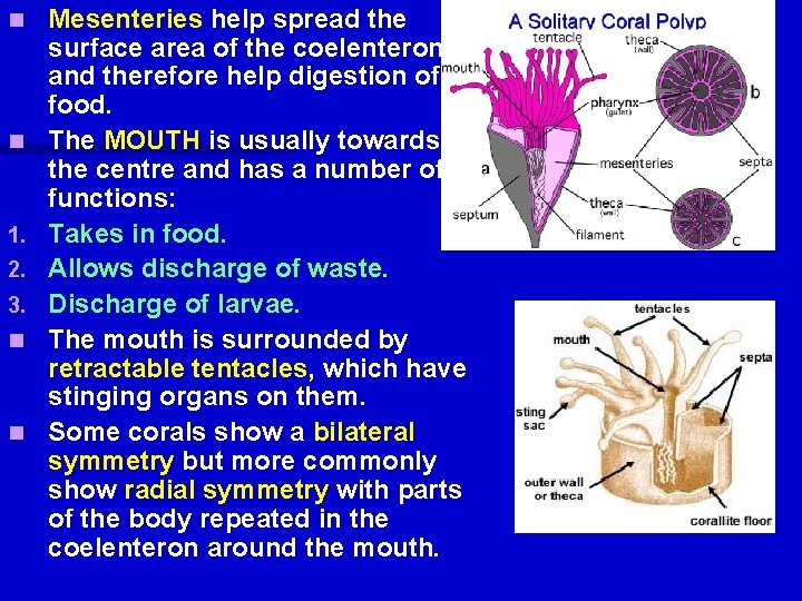 n n 1. 2. 3. n n Mesenteries help spread the surface area of n n 1. 2. 3. n n Mesenteries help spread the surface area of