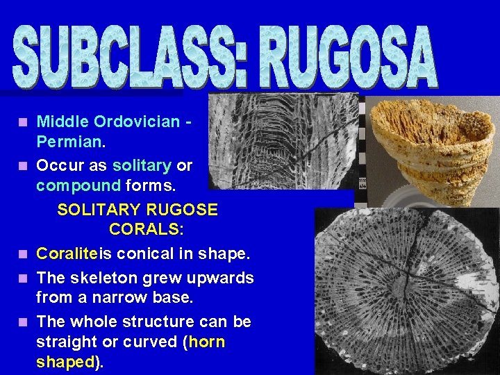 n n n Middle Ordovician Permian. Occur as solitary or compound forms. SOLITARY RUGOSE n n n Middle Ordovician Permian. Occur as solitary or compound forms. SOLITARY RUGOSE