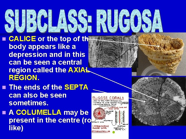 CALICE or the top of the body appears like a depression and in this CALICE or the top of the body appears like a depression and in this