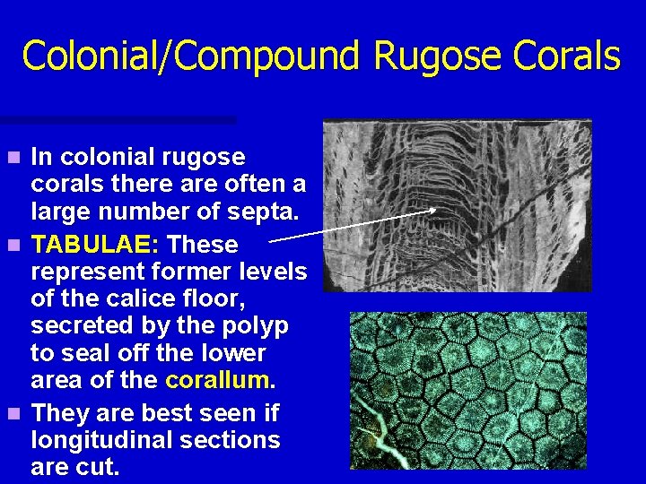 Colonial/Compound Rugose Corals In colonial rugose corals there are often a large number of Colonial/Compound Rugose Corals In colonial rugose corals there are often a large number of