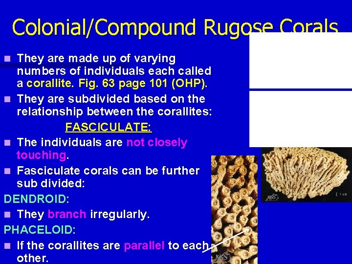 Colonial/Compound Rugose Corals They are made up of varying numbers of individuals each called Colonial/Compound Rugose Corals They are made up of varying numbers of individuals each called