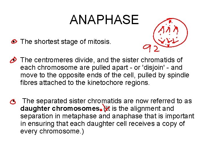 ANAPHASE • The shortest stage of mitosis. • The centromeres divide, and the sister