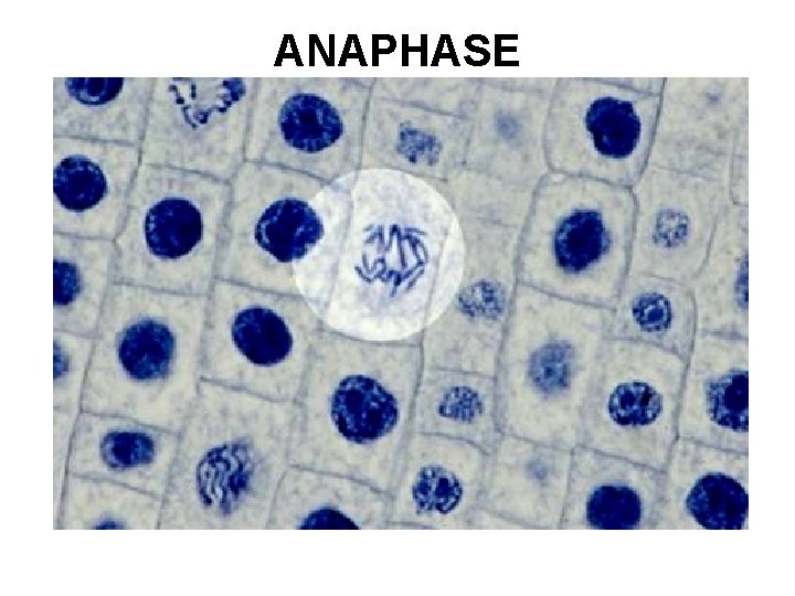 ANAPHASE 