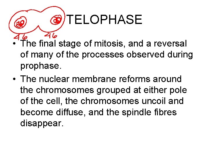 TELOPHASE • The final stage of mitosis, and a reversal of many of the