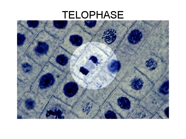 TELOPHASE 