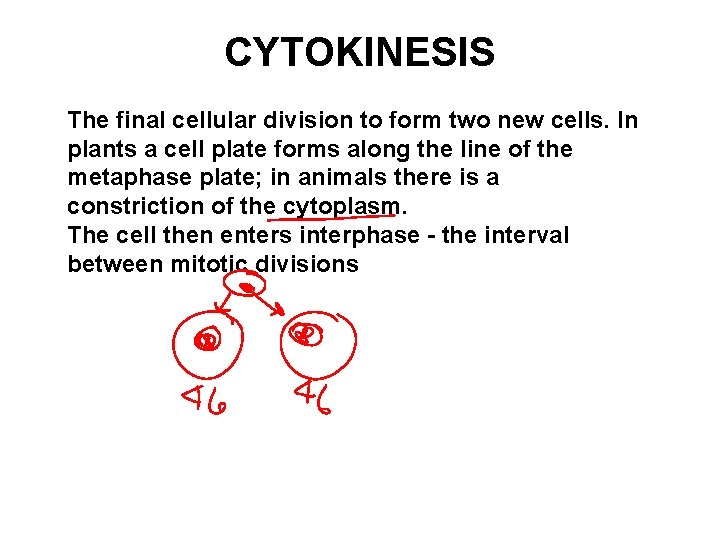 CYTOKINESIS The final cellular division to form two new cells. In plants a cell