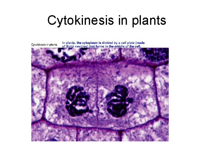 Cytokinesis in plants 