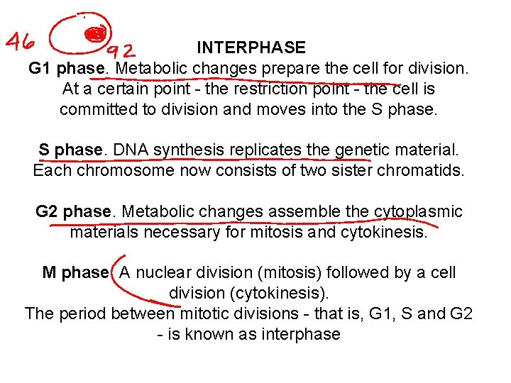 INTERPHASE G 1 phase. Metabolic changes prepare the cell for division. At a certain