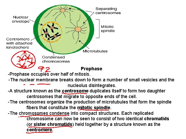 Prophase -Prophase occupies over half of mitosis. -The nuclear membrane breaks down to form