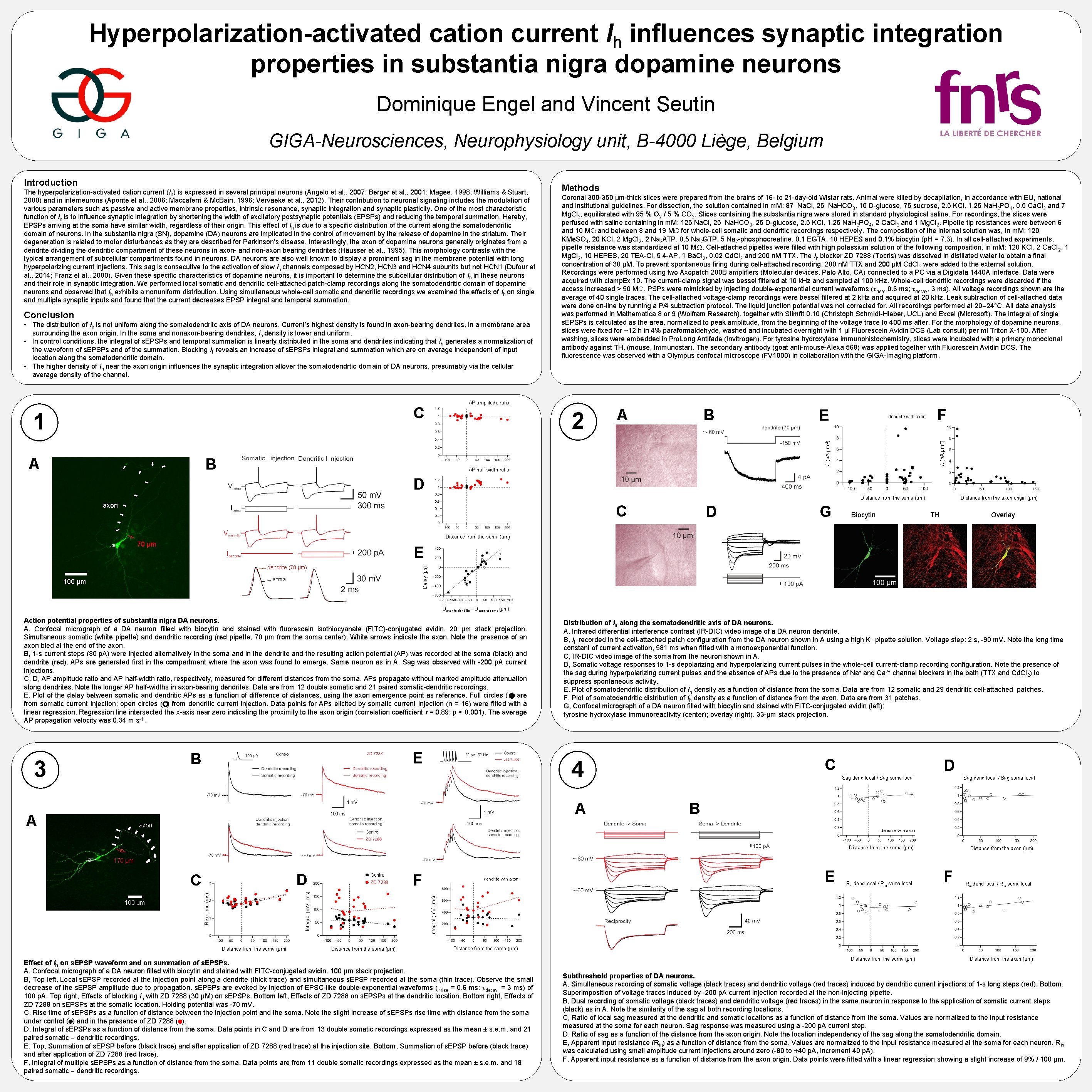 Hyperpolarization-activated cation current Ih influences synaptic integration properties in substantia nigra dopamine neurons Dominique