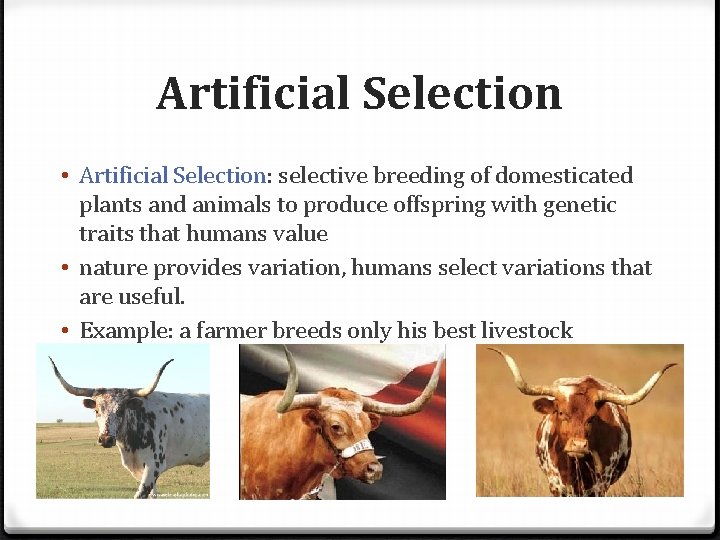 Artificial Selection • Artificial Selection: selective breeding of domesticated plants and animals to produce