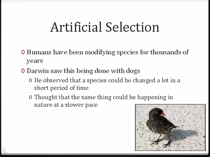 Artificial Selection 0 Humans have been modifying species for thousands of years 0 Darwin