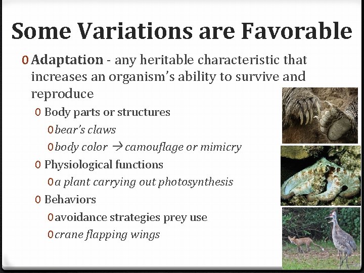 Some Variations are Favorable 0 Adaptation - any heritable characteristic that increases an organism’s