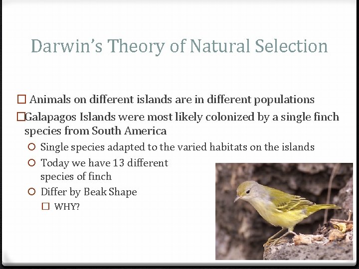 Darwin’s Theory of Natural Selection � Animals on different islands are in different populations