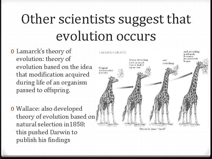 Other scientists suggest that evolution occurs 0 Lamarck’s theory of evolution: theory of evolution