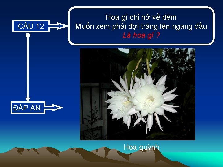 C U 12 Hoa gì chỉ nở về đêm Muốn xem phải đợi trăng