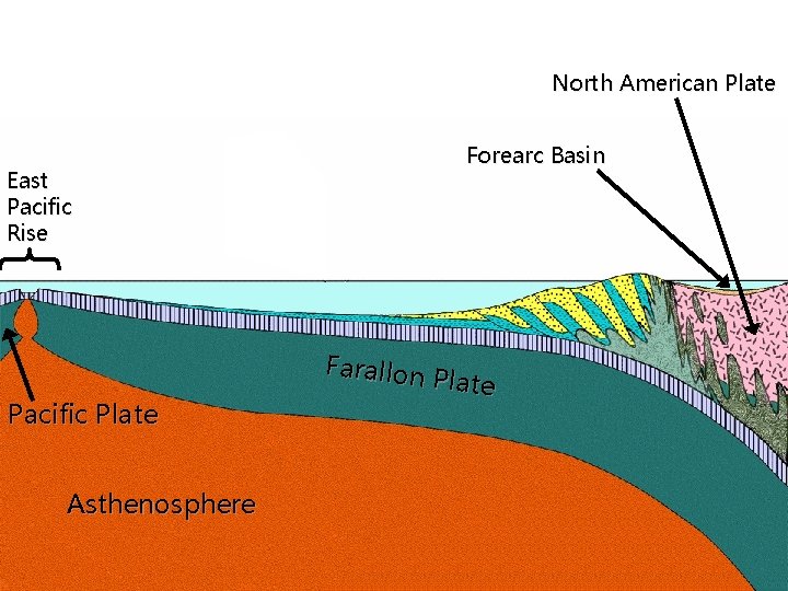 North American Plate East Pacific Rise Pacific Plate Asthenosphere Forearc Basin Farallon Plate 