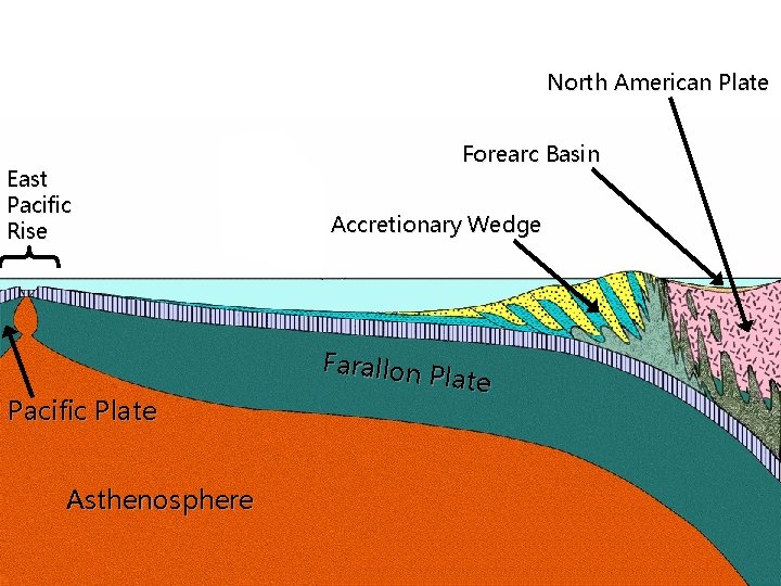 North American Plate East Pacific Rise Pacific Plate Asthenosphere Forearc Basin Accretionary Wedge Farallon