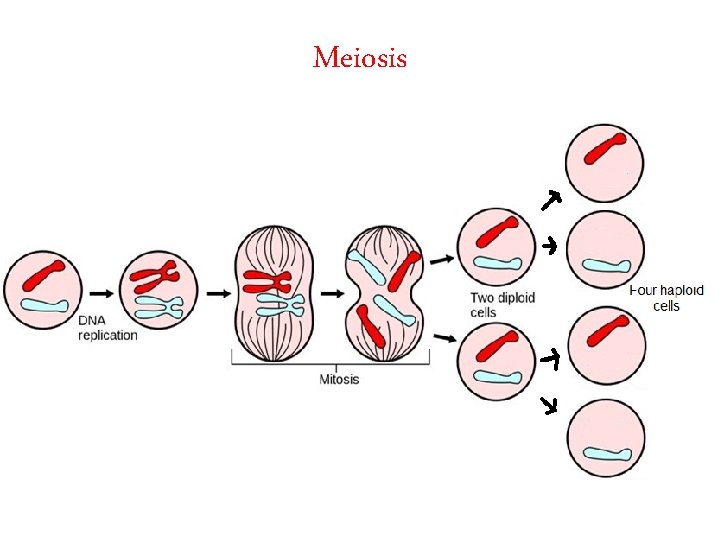 Meiosis 