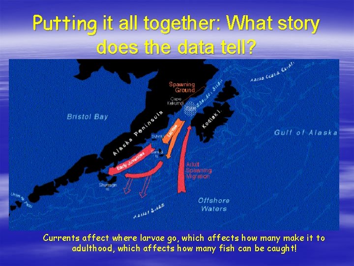 Putting it all together: What story does the data tell? Currents affect where larvae