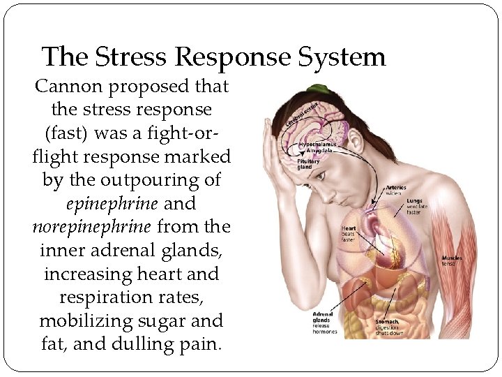 The Stress Response System Cannon proposed that the stress response (fast) was a fight-orflight