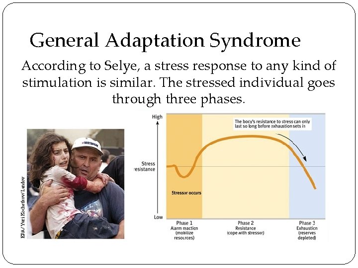 General Adaptation Syndrome EPA/ Yuri Kochetkov/ Landov According to Selye, a stress response to