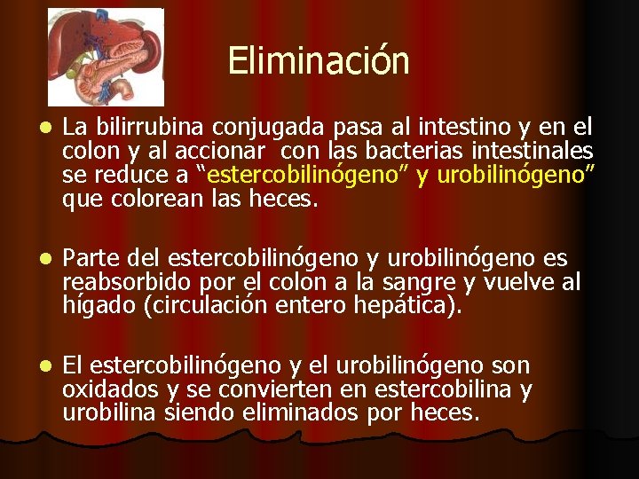 Eliminación l La bilirrubina conjugada pasa al intestino y en el colon y al Eliminación l La bilirrubina conjugada pasa al intestino y en el colon y al