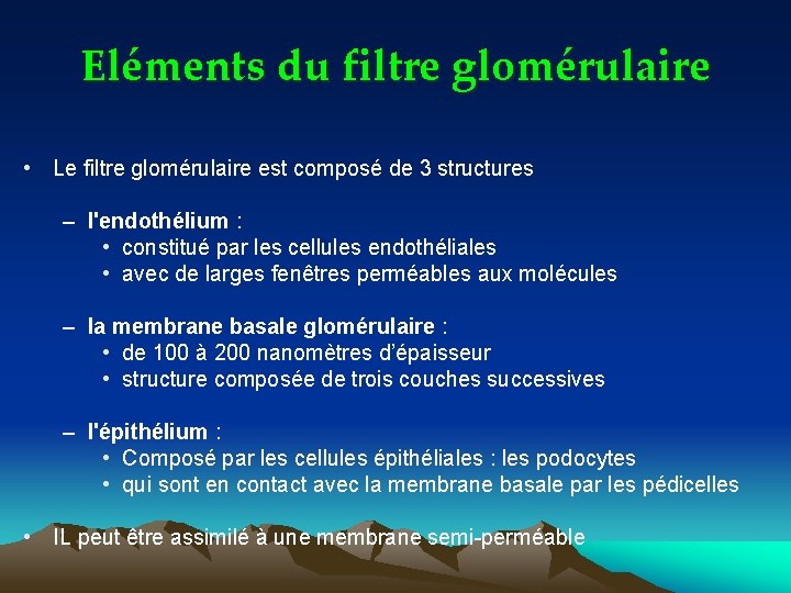 Eléments du filtre glomérulaire • Le filtre glomérulaire est composé de 3 structures –