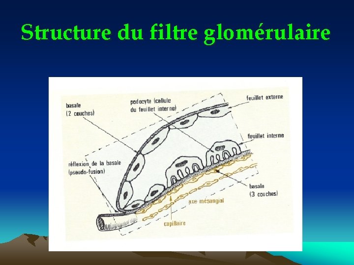 Structure du filtre glomérulaire 