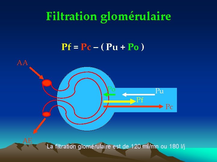 Filtration glomérulaire Pf = Pc – ( Pu + Po ) AA Po Pf