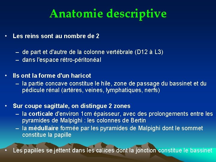 Anatomie descriptive • Les reins sont au nombre de 2 – de part et