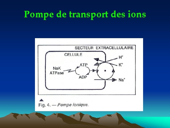 Pompe de transport des ions 