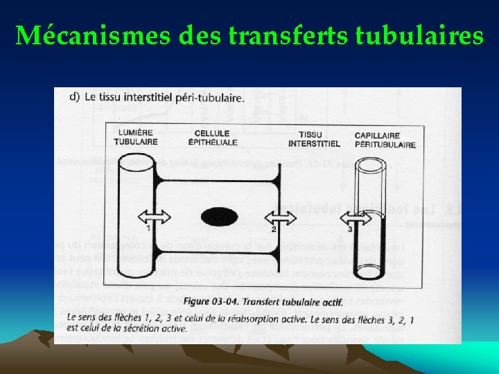 Mécanismes des transferts tubulaires 