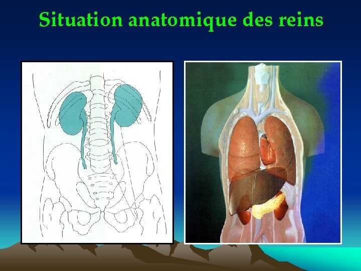 Situation anatomique des reins 