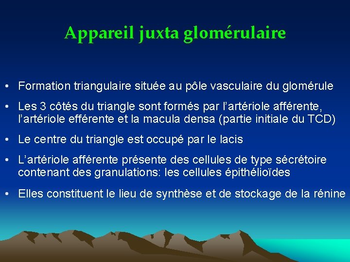 Appareil juxta glomérulaire • Formation triangulaire située au pôle vasculaire du glomérule • Les