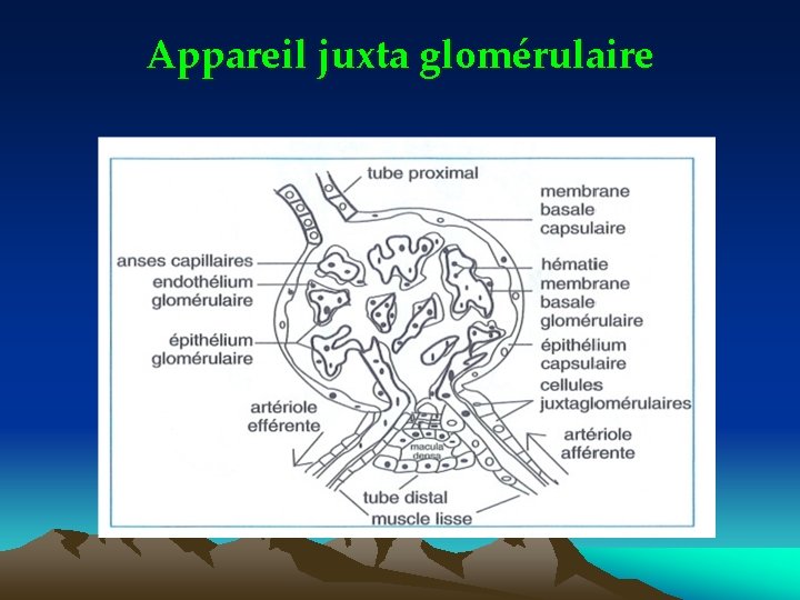 Appareil juxta glomérulaire 