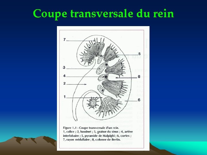 Coupe transversale du rein 