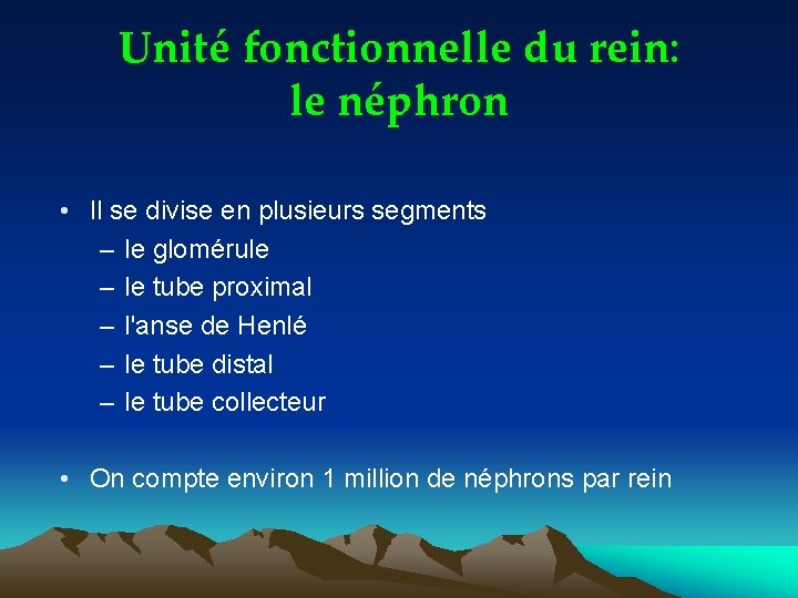 Unité fonctionnelle du rein: le néphron • Il se divise en plusieurs segments –