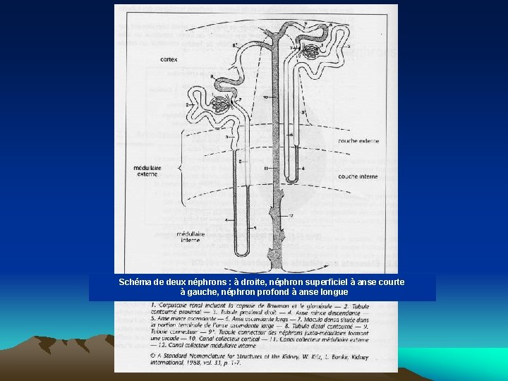 Schéma de deux néphrons : à droite, néphron superficiel à anse courte à gauche,