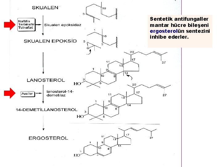 Sentetik antifungaller mantar hücre bileşeni ergosterolün sentezini inhibe ederler. 