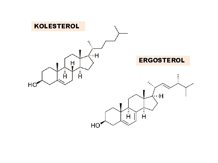 KOLESTEROL ERGOSTEROL 