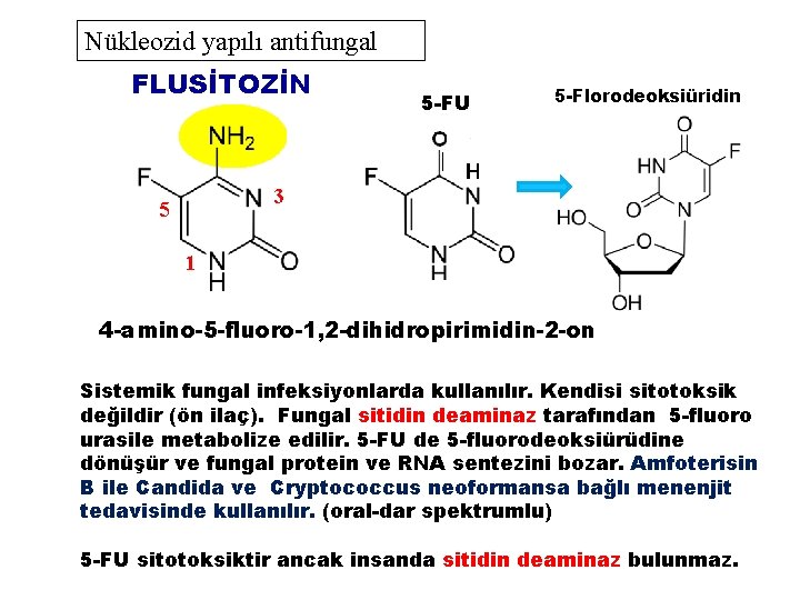Nükleozid yapılı antifungal FLUSİTOZİN 5 -FU 5 -Florodeoksiüridin 3 5 1 4 -amino-5 -fluoro-1,
