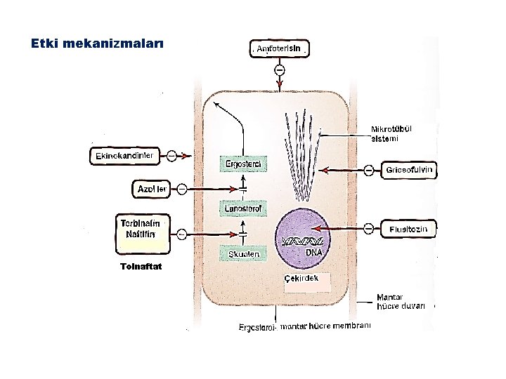Etki mekanizmaları Tolnaftat 
