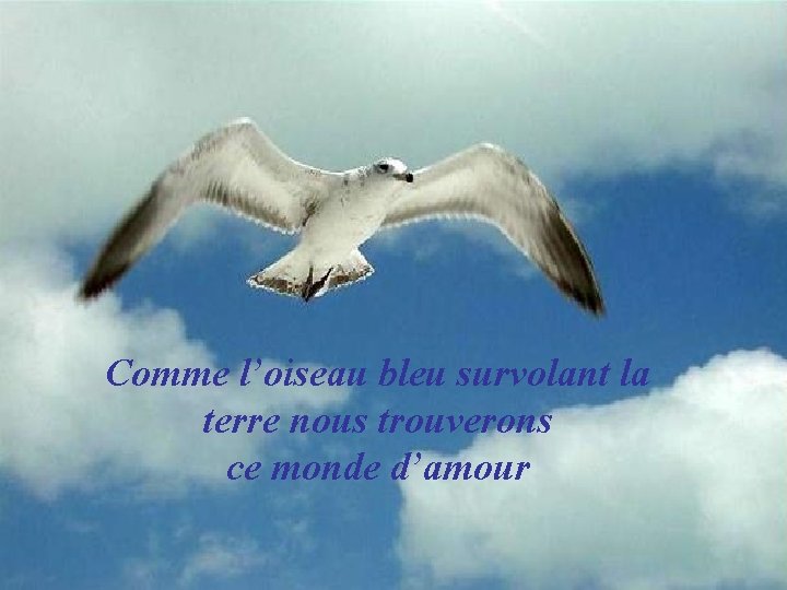 Comme l’oiseau bleu survolant la terre nous trouverons ce monde d’amour 