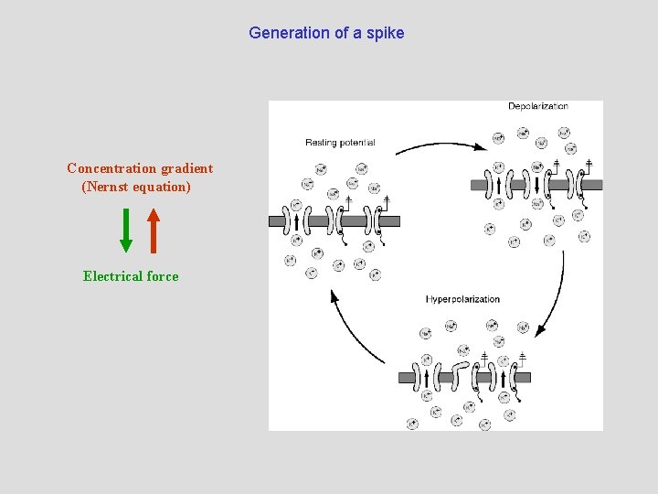 Generation of a spike Concentration gradient (Nernst equation) Electrical force 