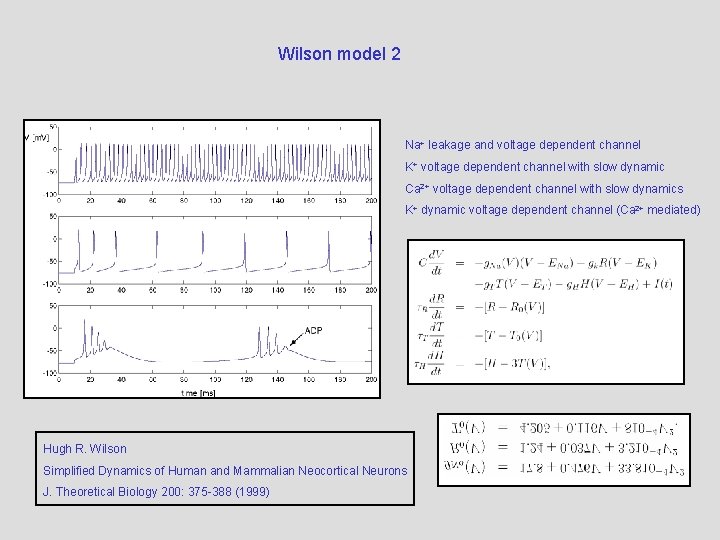 Wilson model 2 Na+ leakage and voltage dependent channel K+ voltage dependent channel with