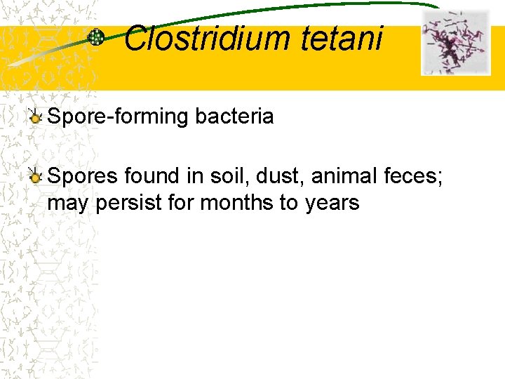 Clostridium tetani Spore-forming bacteria Spores found in soil, dust, animal feces; may persist for