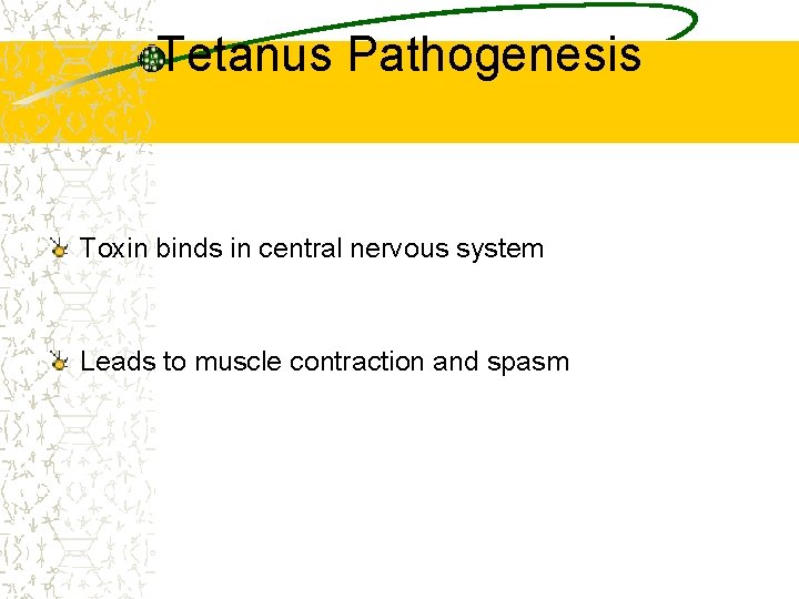 Tetanus Pathogenesis Toxin binds in central nervous system Leads to muscle contraction and spasm